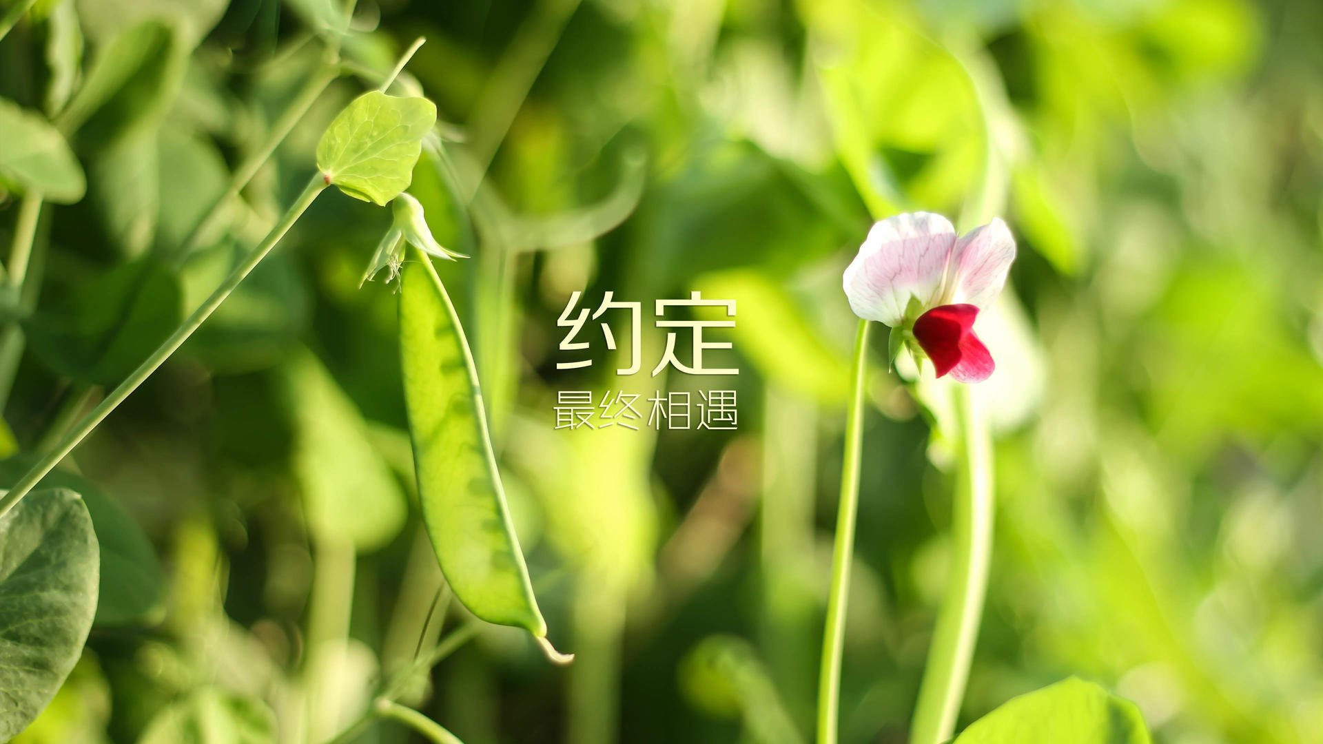 奥运周期关键战之夜，浓眉连续得分拉开差距，铸就历史性转折点